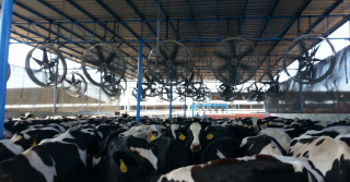 resfriamento das vacas com ventiladores