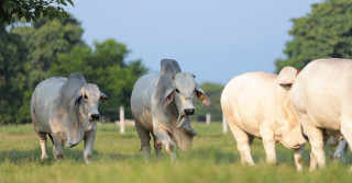 Touros da raça Brahman