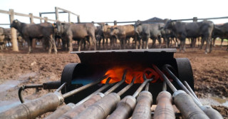 marcação a fogo