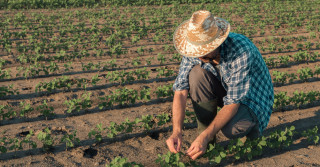 agricultura familiar