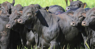 brangus no brasil - Brtexas - mato grosso do sul