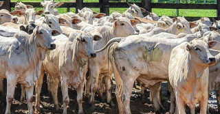 novilho precoce mato grosso do sul