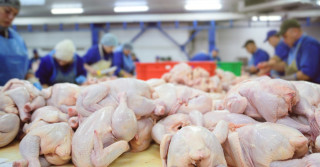 frango processo avicultura