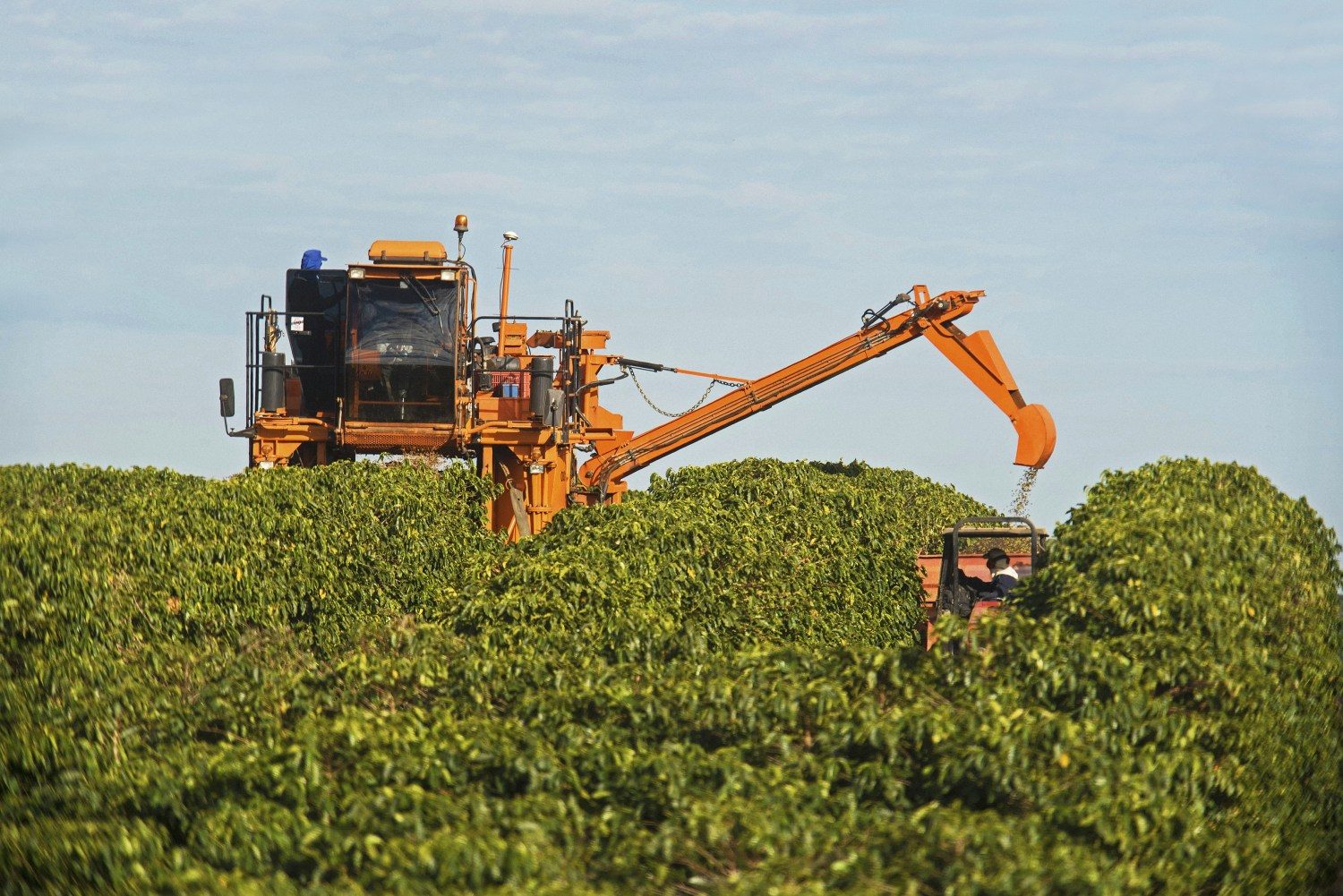 Brasil recebe a primeira certificação de cafeicultura regenerativa do mundo