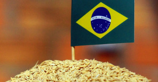 importação de arroz