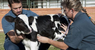 Médico-veterinário