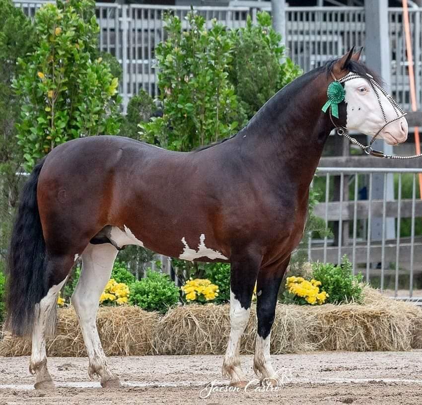 cavalo crioulo - Monarca da Bela Esperança 1