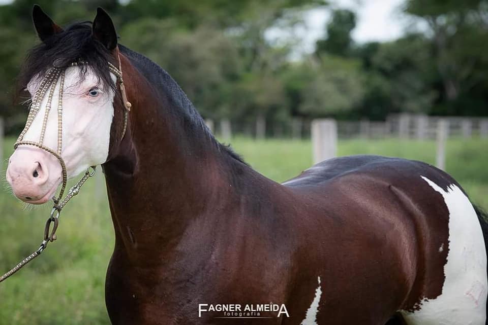 cavalo crioulo - Monarca da Bela Esperança 2