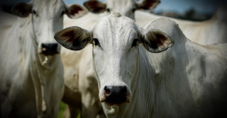 A "dieta" do rebanho bilionário: Como produzir mais carne com menos bois e dominar o mercado até 2028