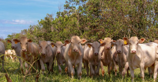 Animais à sombra em campo experimental de sistema ILPF após desbaste de árvores