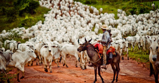 melhor animal para a lida com o gado