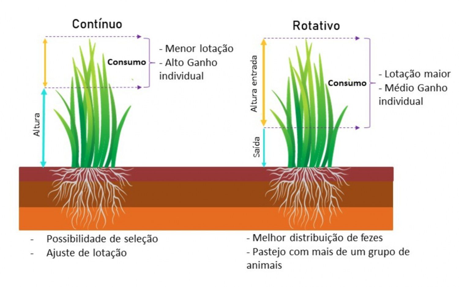 pastos submetidos a pastejo continuo e rotativo