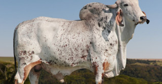 touro gir leiteiro - lusitano do BASA