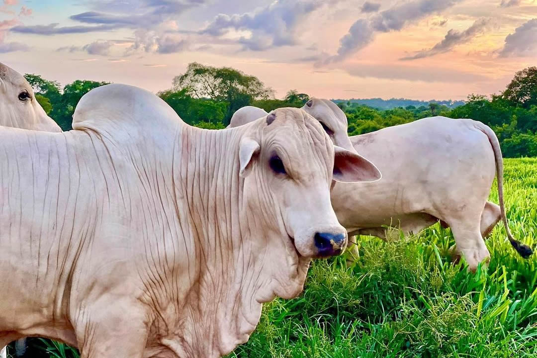 touro jovem nelore po no pasto verde olhando - Por que cortar a ração drasticamente nas águas pode ser um tiro no pé