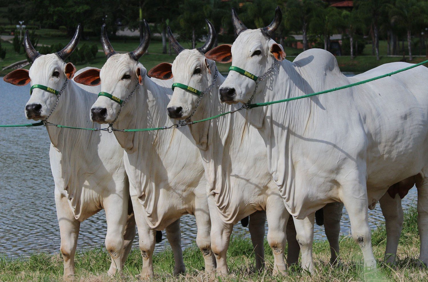 vacas-doadoras-nelore-da-rima-agropecuaria