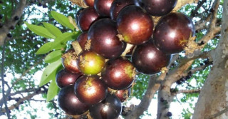 Jabuticaba: novo método otimiza extração de antioxidante e corante da casca da fruta