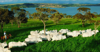 Fazenda do Sabiá em Capitólio MG / Foto: Rubens Ferreira - @fotodeboi