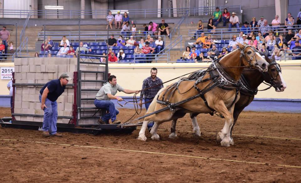 Foto: Oklahoma Draft Horse Pull