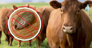 Pesquisa vai identificar gene do carrapato no gado Angus