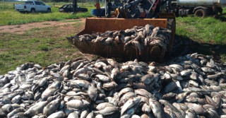 Piscicultor perde 20 ton de peixes