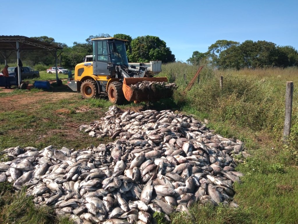 Piscicultor perde 20 ton de peixes