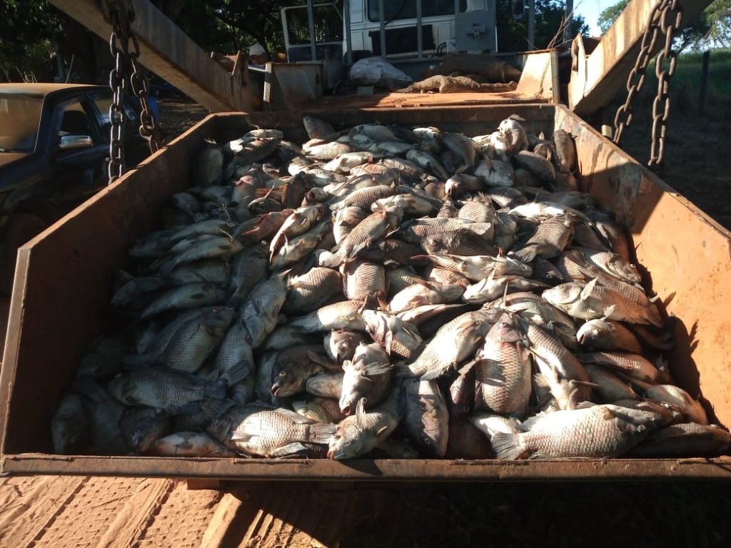 Piscicultor perde 20 ton de peixes