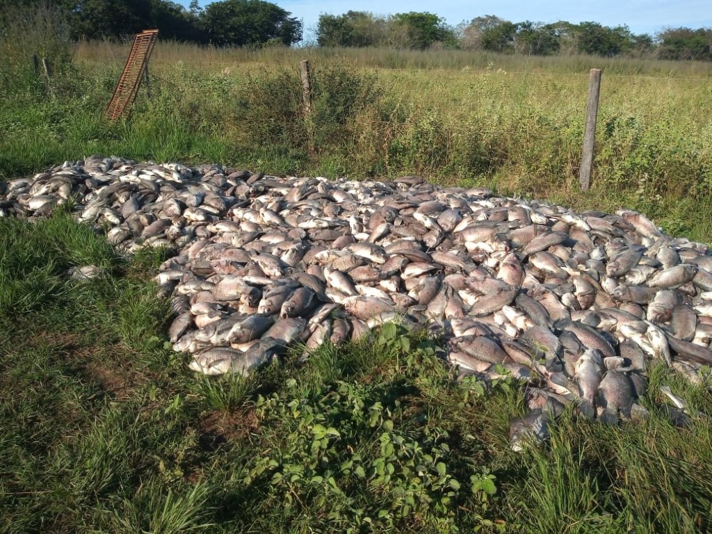 Piscicultor perde 20 ton de peixes