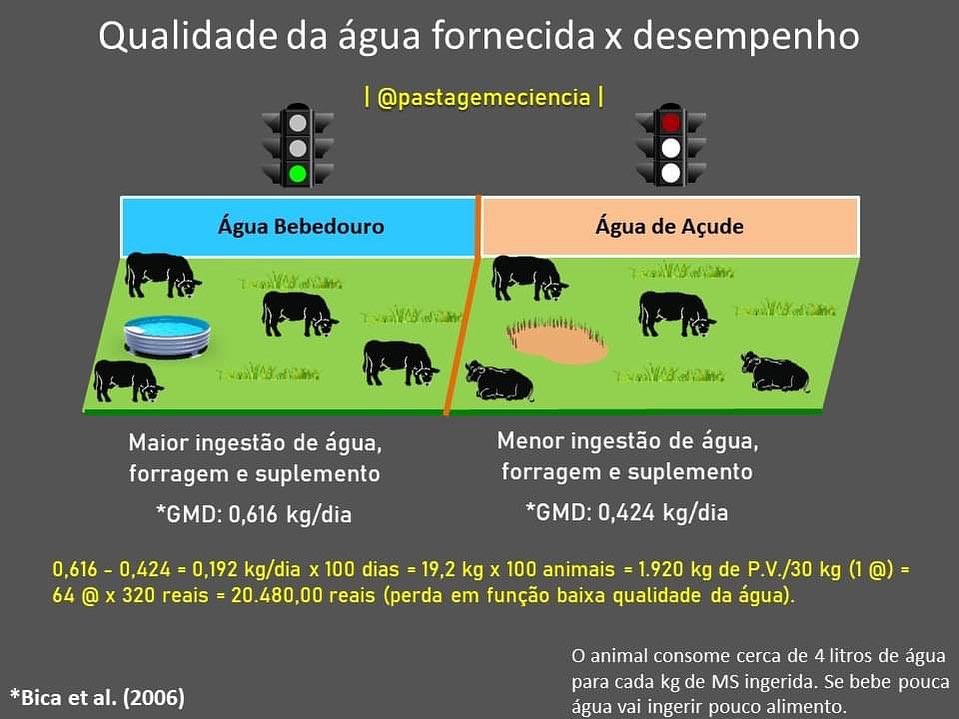 Saiba a vital importância do gado beber água limpa no bebedouro