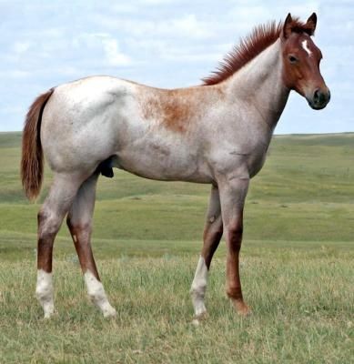 Cavalo de cor Ruão Vermelho