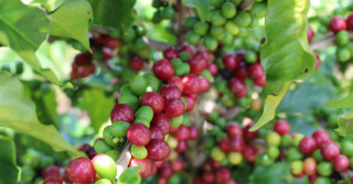 ramos de cafe com frutos muito bem distribuidos