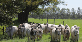 tourama nelore no pasto com arvore