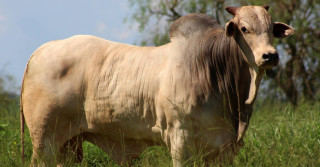 touro nelore - fazenda serenata - maracaju ms