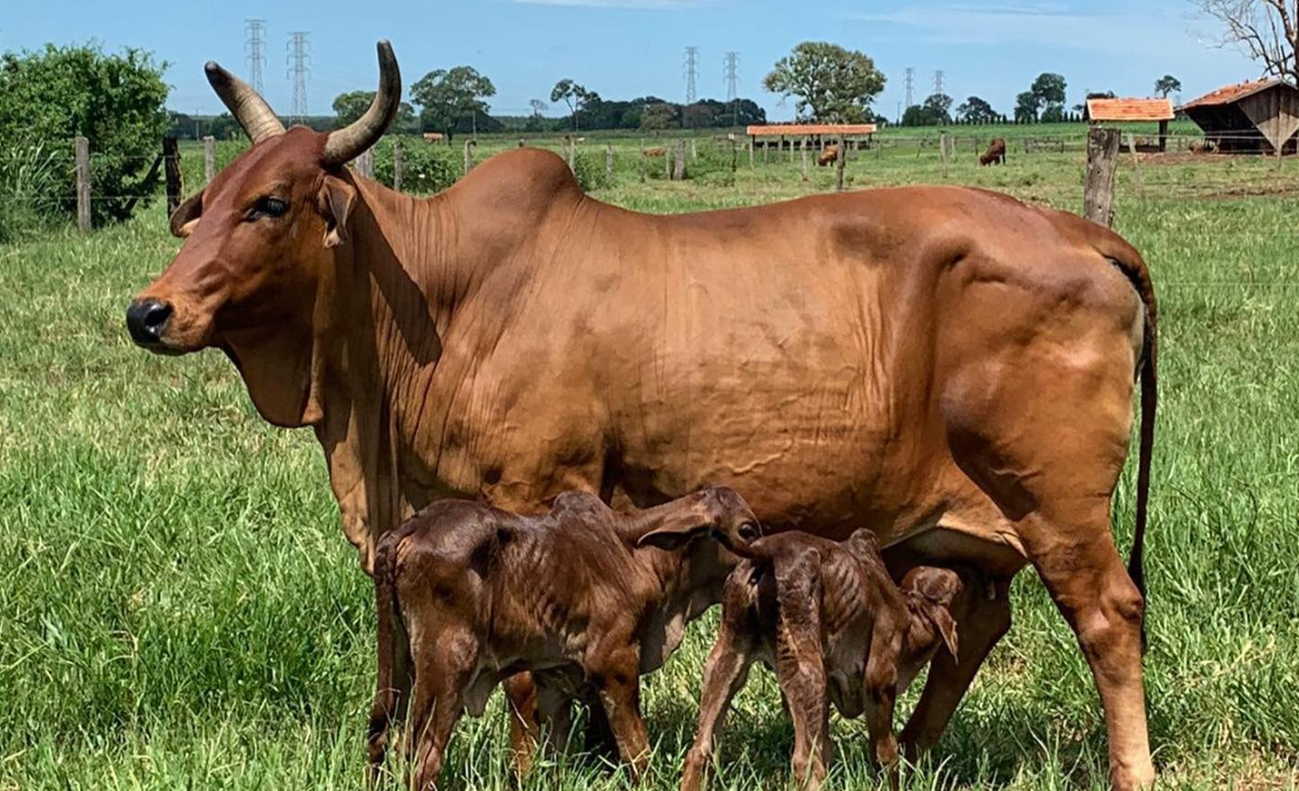 vaca sindi parida de gemeos