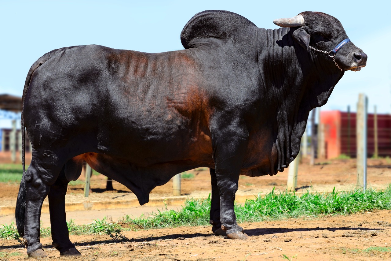 Touro Sindi Famoso / Foto: Divulgação