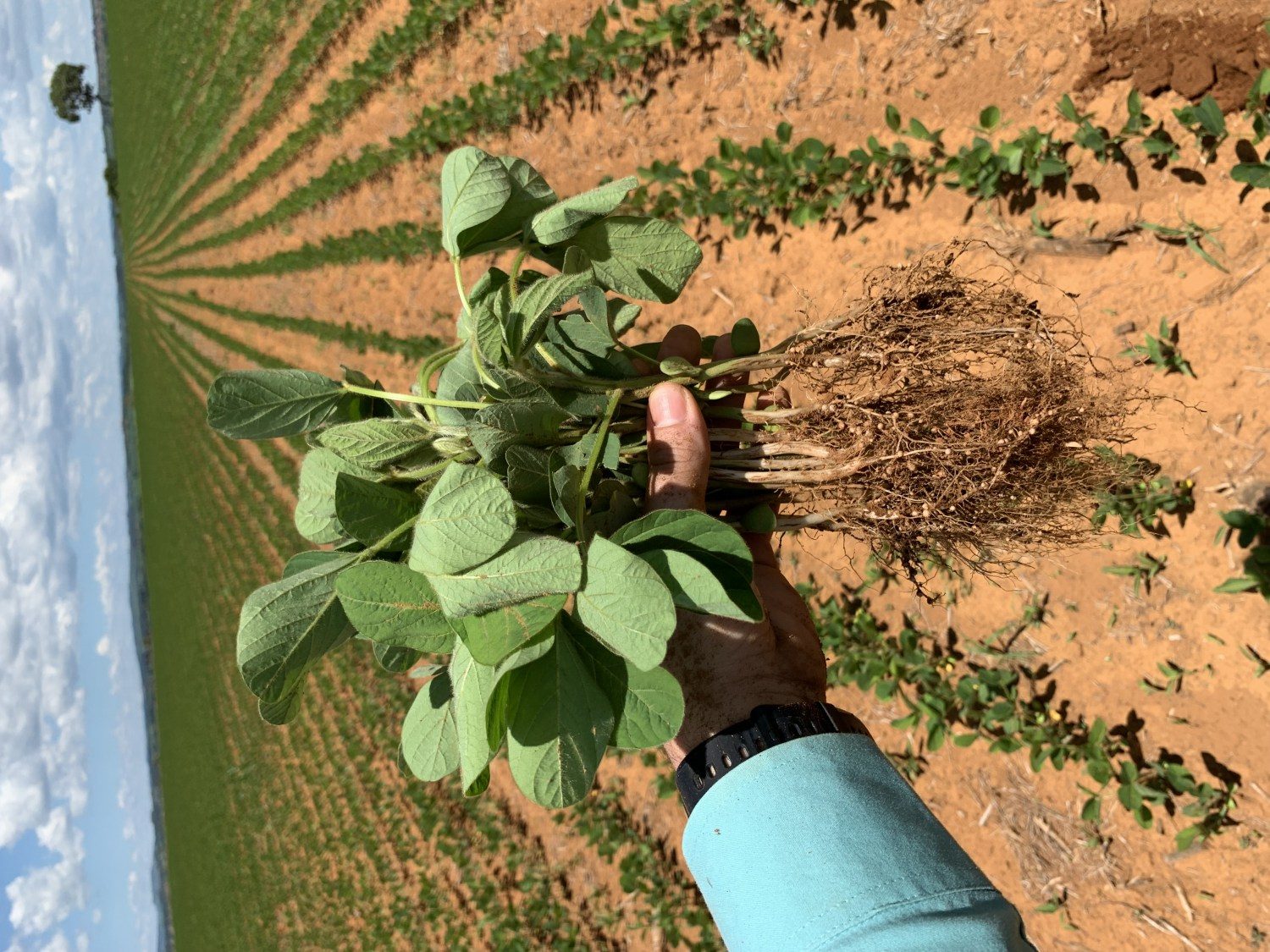 Produtores encontram soluções eficazes a falta de fertilizantes