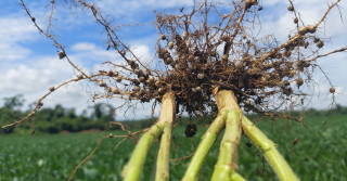 Produtores encontram soluções eficazes a falta de fertilizantes