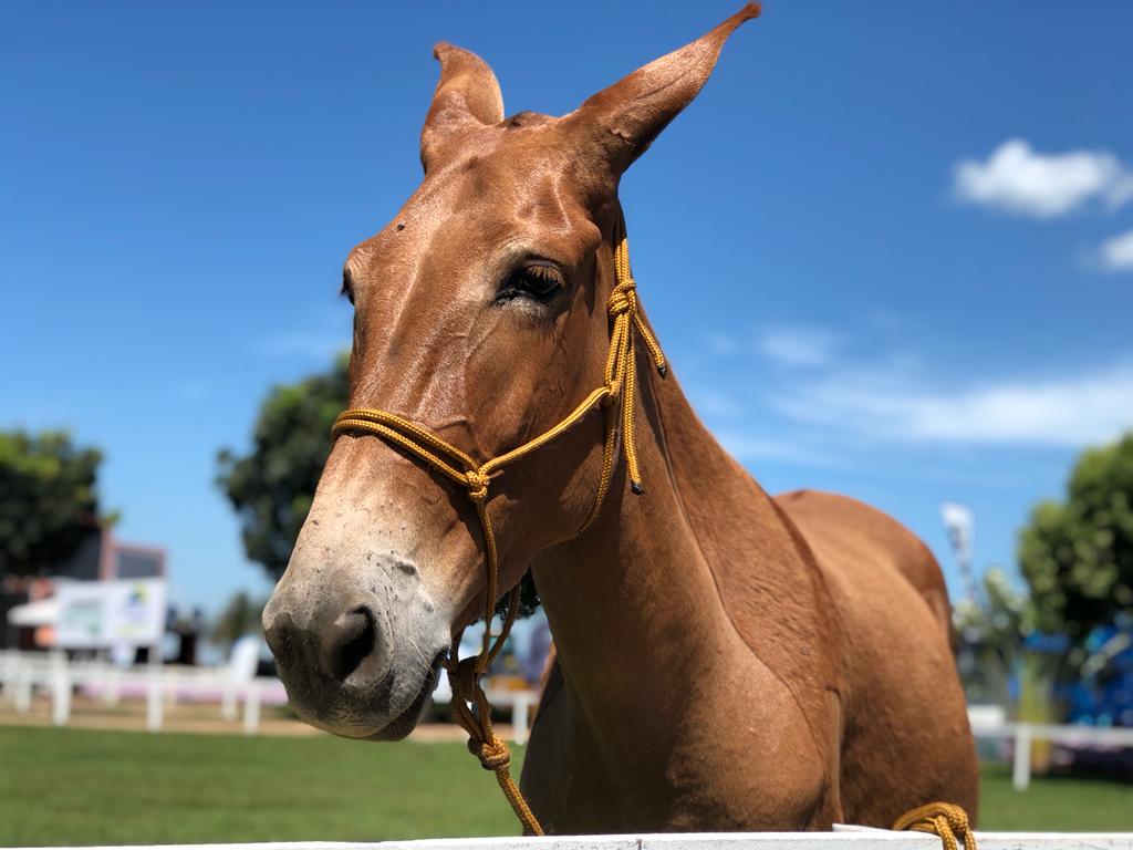 Muares-estão-incluídos-entre-os-animais-autorizados-a-transitar-com-Passaporte-Equestre-