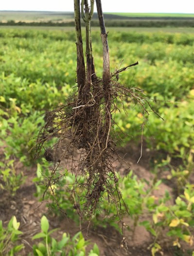 Nematóides podem prejudicar o crescimento das plantas de soja