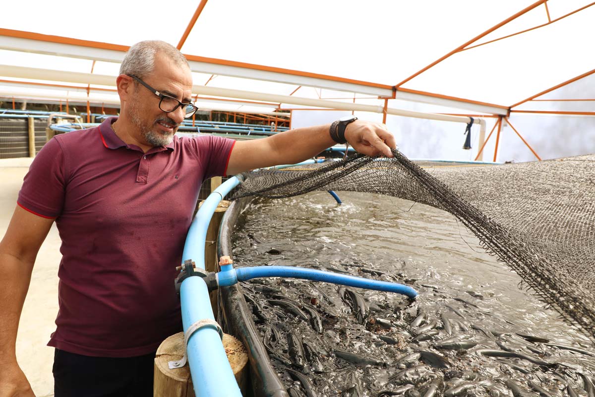 Produtor aposta em cultivo de peixes indoor no Paraná