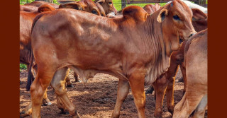 bezerro da raca sindi - Fazenda Porangaba