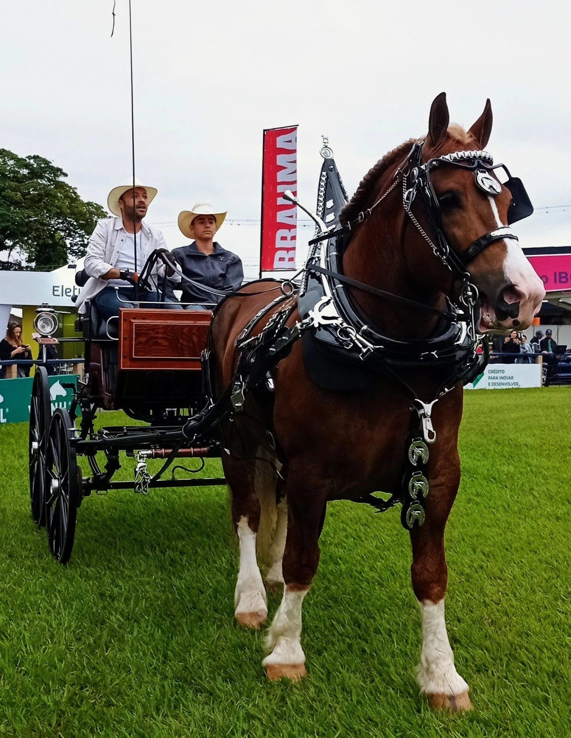 cavalo da raca bretao charreteiro