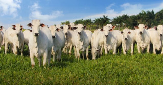 femeas da sino agropecuaria