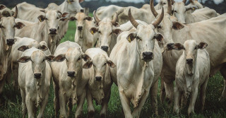 fotao - vacas nelore a pasto com bezerro no pe - fotos romancini