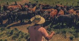 gado cruzado - red angus e angus vaqiueiro tocando o gado - fotos romancini