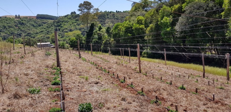 area plantada com lupulo