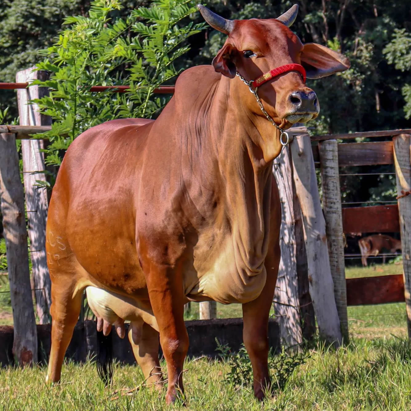 matriz-da-raca-sindi-GAIROBA-PORANGABA