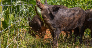 telas de protecao na plantacao de milho contra os invasores - capivara - cateto- javali