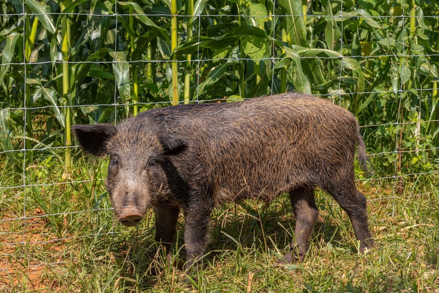 telas de protecao na plantacao de milho contra os invasores - capivara - cateto- javali