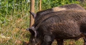 telas de protecao na plantacao de milho contra os invasores - capivara - cateto- javali