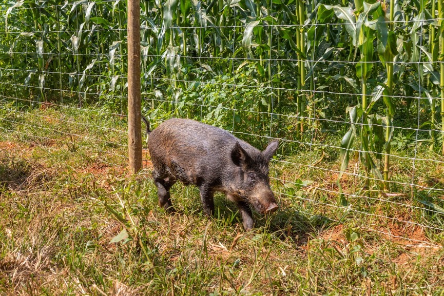 telas de protecao na plantacao de milho contra os invasores - capivara - cateto- javali